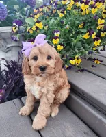 Sadie, a female Shihpoo and Poodle - Toy  for sale in Indianapolis, IN – 1 of 3