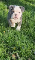 Muffin, a female English Bulldog for sale in Indianapolis, IN – 6 of 8