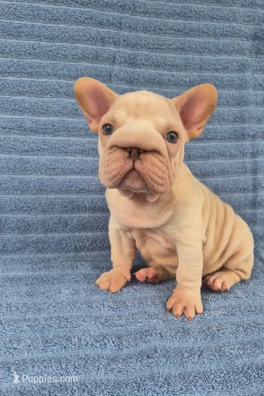 Vito – French Bulldog puppy for sale in Indianapolis, IN