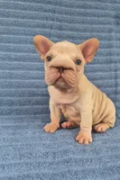 Vito, a male French Bulldog for sale in Indianapolis, IN – 1 of 8