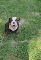 Cocoa, a female English Bulldog for sale in Indianapolis, IN – 9 of 10