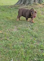 Duncan , a female English Bulldog for sale in Indianapolis, IN – 6 of 9