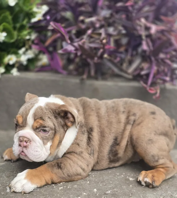 Maribell – English Bulldog puppy for sale in Indianapolis, IN