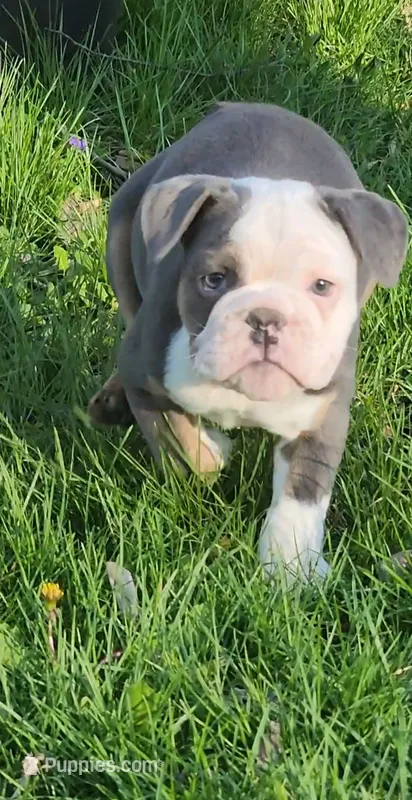 Muffin – English Bulldog puppy for sale in Indianapolis, IN