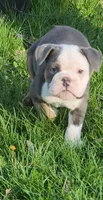 Muffin, a female English Bulldog for sale in Indianapolis, IN – 1 of 8