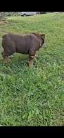 Duncan , a female English Bulldog for sale in Indianapolis, IN – 9 of 9