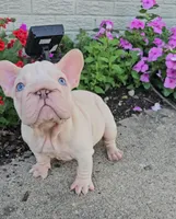 Vito, a male French Bulldog for sale in Indianapolis, IN – 3 of 5