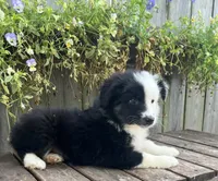 Daisy, a female Australian Shepherd for sale in Indianapolis, IN – 2 of 4