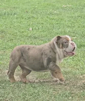 Maribell, a female English Bulldog for sale in Indianapolis, IN – 2 of 5