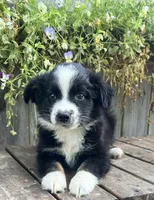 Diesel , a male Australian Shepherd for sale in Indianapolis, IN – 4 of 6