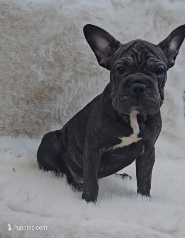 Onyx – French Bulldog, Frenchton puppy for sale in Indianapolis, IN