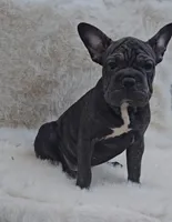 Onyx, a female French Bulldog and Frenchton for sale in Indianapolis, IN – 1 of 2
