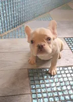 Lola, a female French Bulldog for sale in Indianapolis, IN – Photo 5 of 9