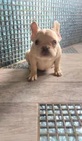 Lola, a female French Bulldog for sale in Indianapolis, IN – Photo 9 of 9