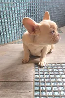 Lola, a female French Bulldog for sale in Indianapolis, IN – Photo 6 of 9