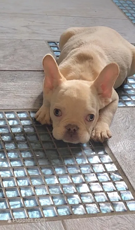 Lola – French Bulldog puppy for sale in Indianapolis, IN