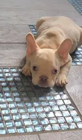 Lola, a female French Bulldog for sale in Indianapolis, IN – Photo 1 of 9