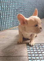 Lola, a female French Bulldog for sale in Indianapolis, IN – Photo 4 of 9