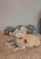 Piper, a female French Bulldog for sale in Indianapolis, IN – Photo 1 of 6