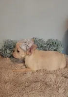 Piper, a female French Bulldog for sale in Indianapolis, IN – Photo 5 of 6