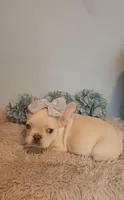 Piper, a female French Bulldog for sale in Indianapolis, IN – Photo 3 of 6