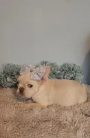 Piper, a female French Bulldog for sale in Indianapolis, IN – Photo 4 of 6