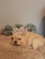 Piper, a female French Bulldog for sale in Indianapolis, IN – Photo 2 of 6