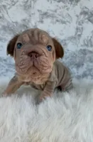 Isabella, a female French Bulldog for sale in Indianapolis, IN – 4 of 7