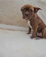 Tootsie, a female French Bulldog and Frenchton for sale in Indianapolis, IN – 3 of 3