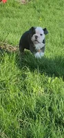 Muffin, a female English Bulldog for sale in Indianapolis, IN – 7 of 8