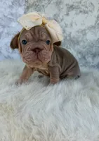 Isabella, a female French Bulldog for sale in Indianapolis, IN – 2 of 7