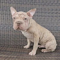 Jaxon, a male French Bulldog and Frenchton for sale in Indianapolis, IN – 2 of 2