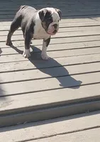 Muffin, a female English Bulldog for sale in Indianapolis, IN – 9 of 10