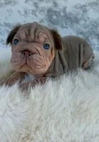 Isabella, a female French Bulldog for sale in Indianapolis, IN – 5 of 7