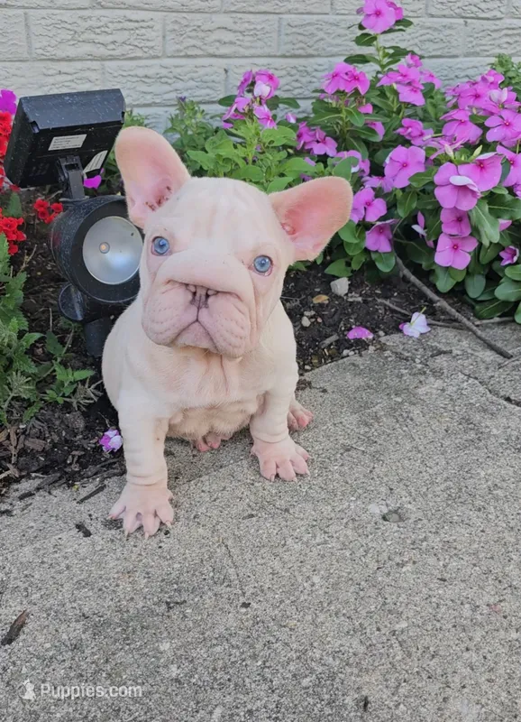Vito – French Bulldog puppy for sale in Indianapolis, IN