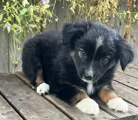 Katie, a female Australian Shepherd for sale in Indianapolis, IN – 2 of 5