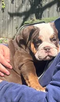 Cocoa, a female English Bulldog for sale in Indianapolis, IN – 4 of 10