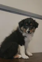 Miley, a female Australian Shepherd for sale in Indianapolis, IN – Photo 4 of 8