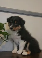 Miley, a female Australian Shepherd for sale in Indianapolis, IN – Photo 5 of 8