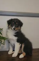 Miley, a female Australian Shepherd for sale in Indianapolis, IN – Photo 7 of 8