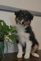 Miley, a female Australian Shepherd for sale in Indianapolis, IN – Photo 6 of 8