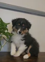 Miley, a female Australian Shepherd for sale in Indianapolis, IN – Photo 1 of 8