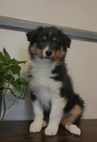 Miley, a female Australian Shepherd for sale in Indianapolis, IN – Photo 3 of 8