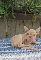 Ziggy, a female French Bulldog and Frenchton for sale in Indianapolis, IN – 2 of 3