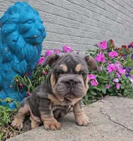 Pixar, a male French Bulldog for sale in Indianapolis, IN – 3 of 4