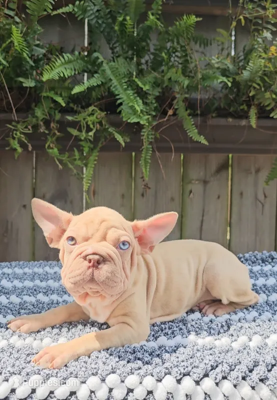Izzy – French Bulldog, Frenchton puppy for sale in Indianapolis, IN
