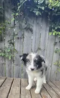 Merlin, a male Australian Shepherd for sale in Indianapolis, IN – 4 of 5