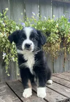 Diesel , a male Australian Shepherd for sale in Indianapolis, IN – 2 of 6
