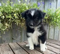Kylie, a female Australian Shepherd for sale in Indianapolis, IN – 2 of 3