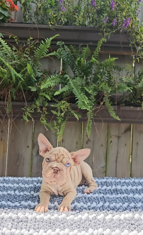 Ziggy – French Bulldog, Frenchton puppy for sale in Indianapolis, IN